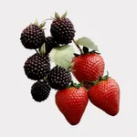 Burberry Her Elixir de Parfum EDP Intense (30mL)